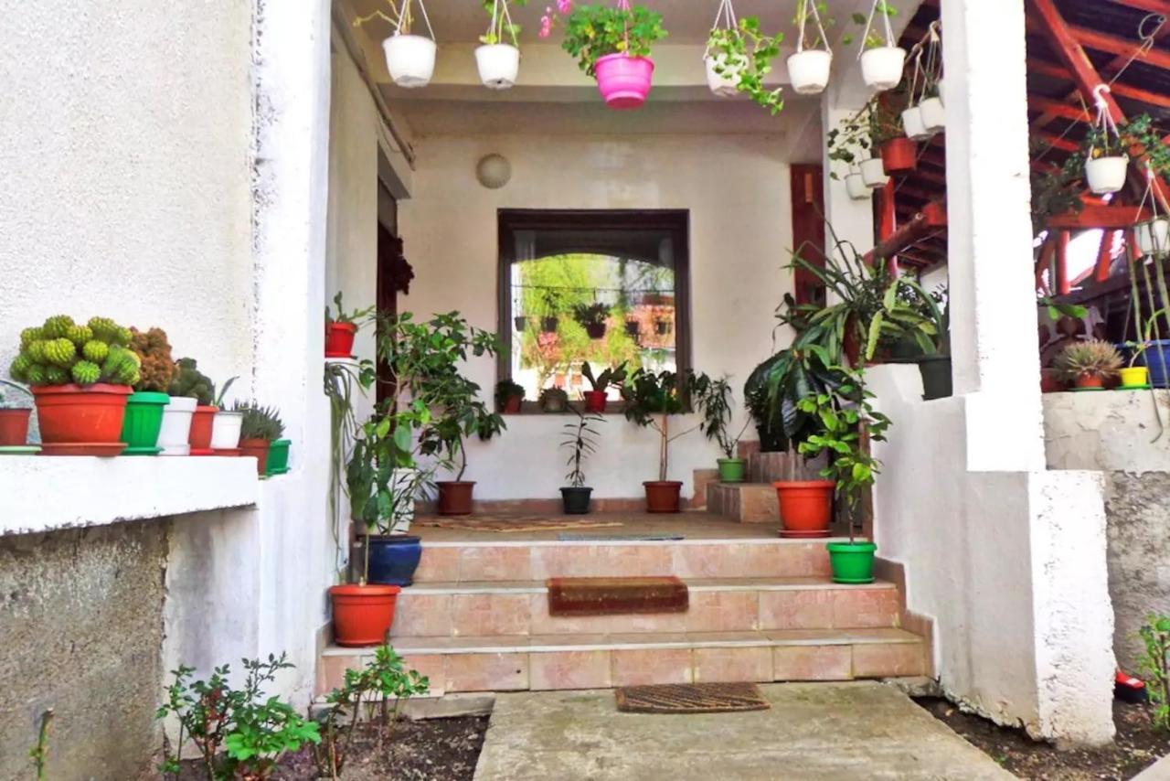 Vila Nik Busteni Buşteni Exterior foto